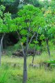 Pachypodium runteruttembergianum. Madagascar. Apocynaceae. 10m diam 7-10m